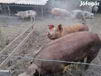 Nguruwe jike, Пьетрен — picha 4