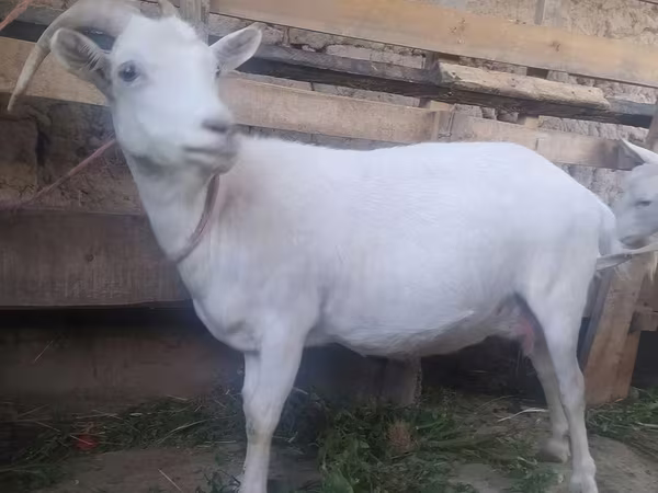 Koza, Saanen goat