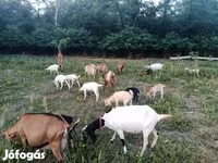 Koza, Nubian Goat — foto 1