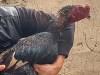 Chickens — photo 3