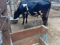 Lembu betina, Holstein breed — foto 1