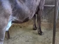 Mucca, Bovini — foto 2
