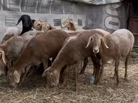 Ovce, Arashan sheep — foto 5