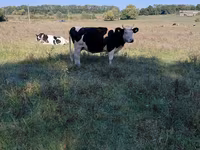 암소, Russian Black pied cattle — 사진 2
