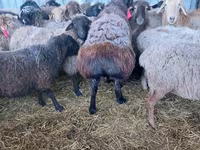 Beran, Hissar sheep — foto 3