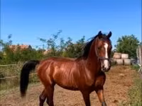 Hingst, Shagya — foto 1