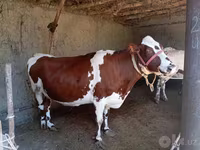 Krava, Simmental cattle — foto 2