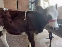 Bik, Simmental cattle — fotografija 6