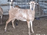 Pecora, Cameroon sheep — foto 4