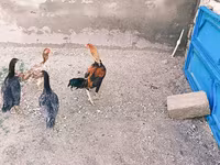 Chickens — fotografija 4