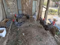 Chickens — عکس 2