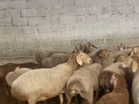 Schaf, Arashan sheep — Foto 3