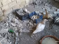 Ducks — foto 6