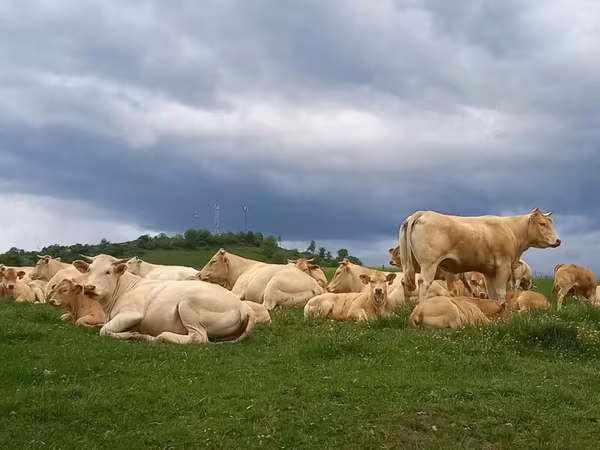 Krava, Blonde d’Aquitane cattle