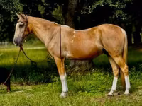 घोड़ा, Quarter Horse — फ़ोटो 2