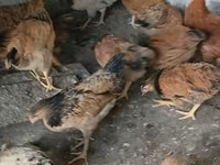 Chickens — عکس 4