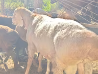 แกะตัวผู้, Rhon sheep — รูปภาพ 1
