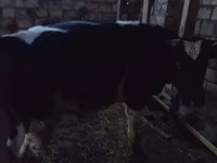 Bou, Russian Black pied cattle — foto 2