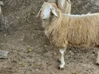 Baran, Assaf sheep — zdjęcie 3