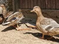 Ducks — ፎቶ 1