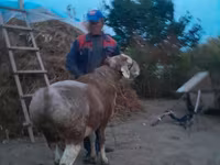 Wad, Sheep — sawirka 1