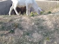 Oğlak, Saanen goat — foto 3