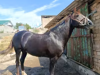 Hengst, Kyrgyz Horse — Foto 1