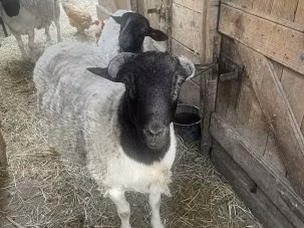 Oaie, Dorper sheep