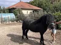 Kůň, Welsh Cob — foto 4