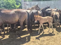 Faras dhaddig, Horses — sawirka 1