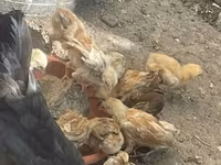 Chickens — عکس 2