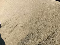 Ячмень (зерно) адрес село СУУСАМЫР - Кормовой ячмень, цельное зерно — foto 1