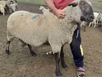 قوچ, Hampshire sheep — عکس 2