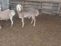 Carneiro, Arashan sheep — foto 1