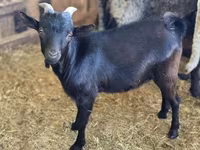 แพะตัวผู้, Dutch Landrace goats — รูปภาพ 1