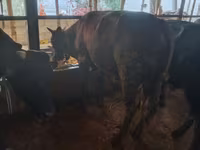 Bull, Cattle — photo 3
