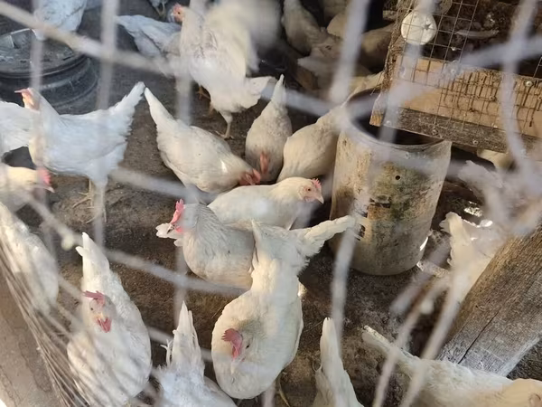 Leghorn — Kyrgyzstan