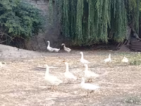 Geese — รูปภาพ 2