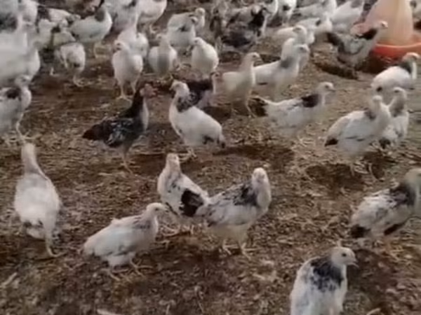 Куры