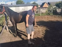 Бие, Dutch warmblood horse — 5-сурет