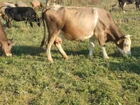 Ko, Simmental cattle — foto 2