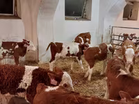 Lembu jantan, Simmental cattle — foto 2