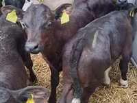 Cattle (batch, sex not specified), Cattle — photo 1