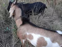 Billy Goat, Nubian Goat — photo 2
