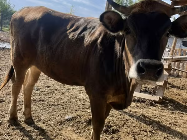 Sigir, Swiss cattle — Qirgʻiziston