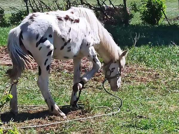 Hengst, Appaloosa