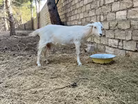 Ged, Saanen goat — foto 6