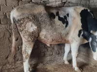 Boğa, Simmental cattle — foto 2