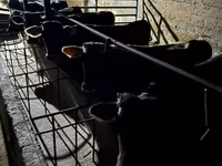 Bulle, Swiss cattle — Foto 3