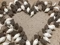 Quails — ছবি 1